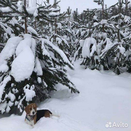 Бигль,щенки(охотники)