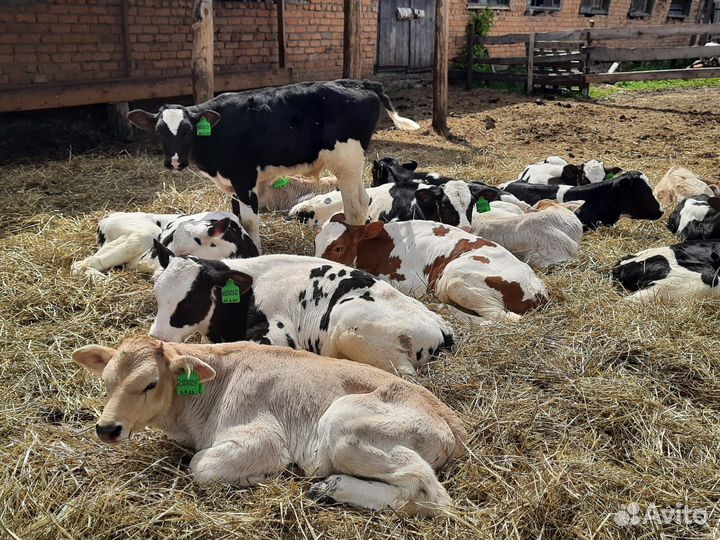 Бычки Холмогоры о. 2 месяцев