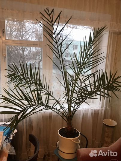 Финиковая пальма