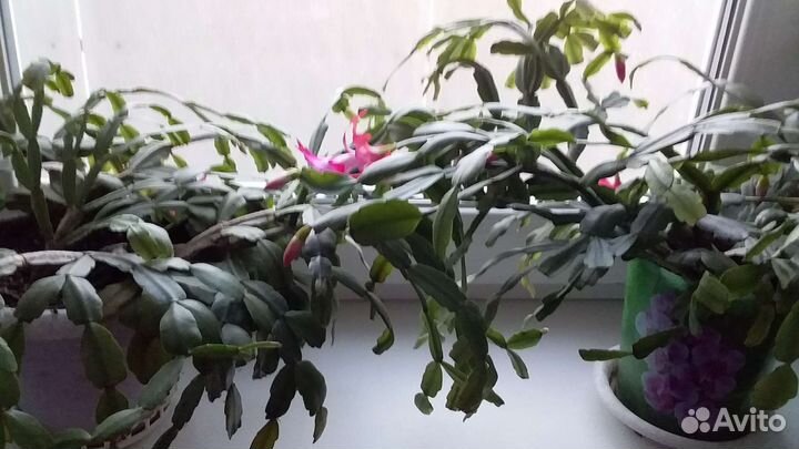 Комнатные цветы