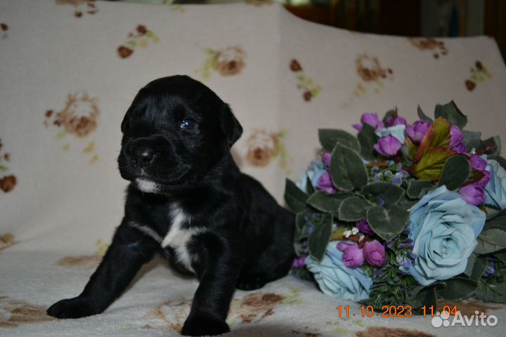 Щенки лабрадора