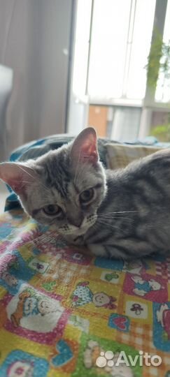 Котенок британка