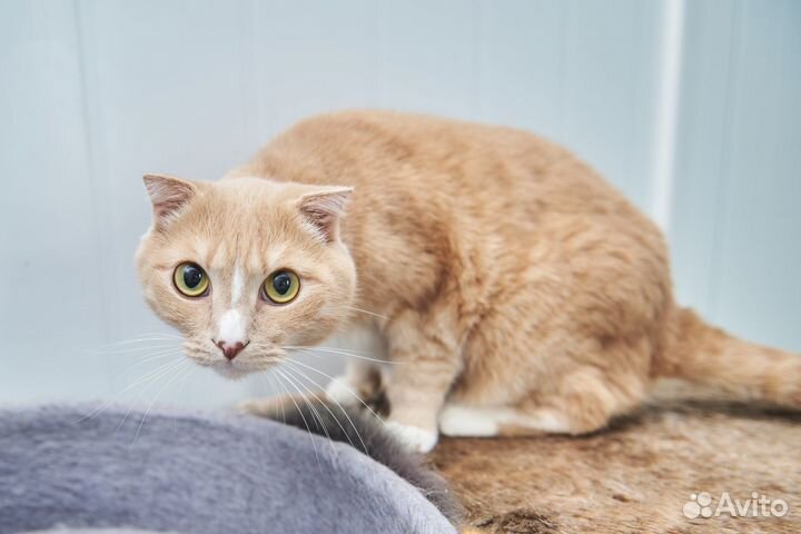 Кот Персик