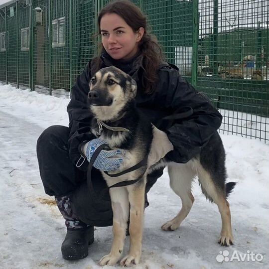 Джейна щенок до года в добрые руки
