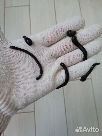 Пиявки медицинские