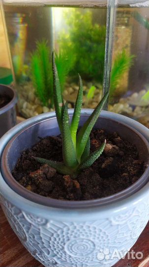 Комнатные цветы