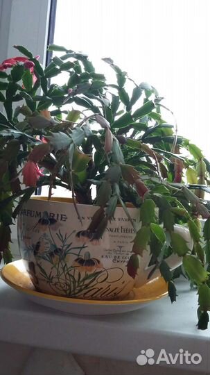 Цветочные горшки в форме чашек