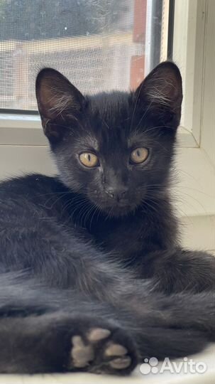 Отдам котенка в добрые руки