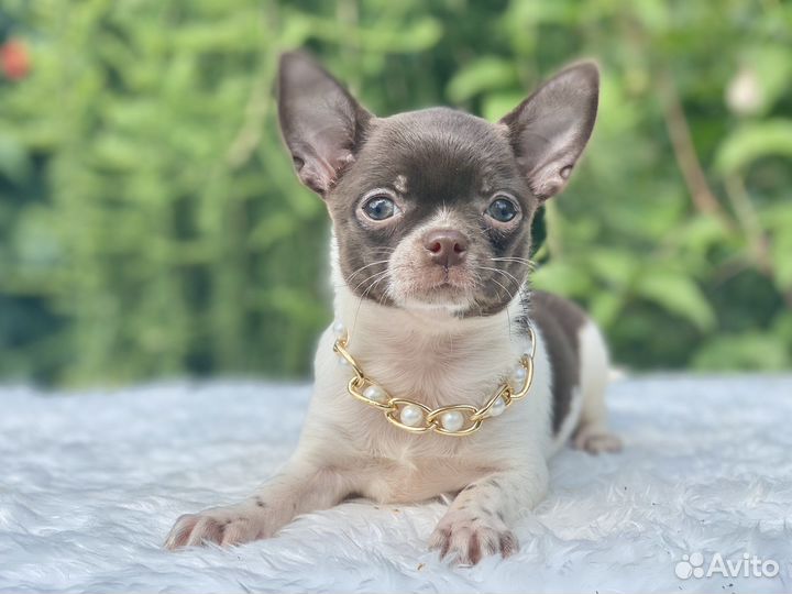 Чихуахуа девочка цветная