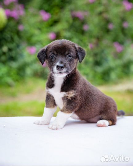 Щенки в дар