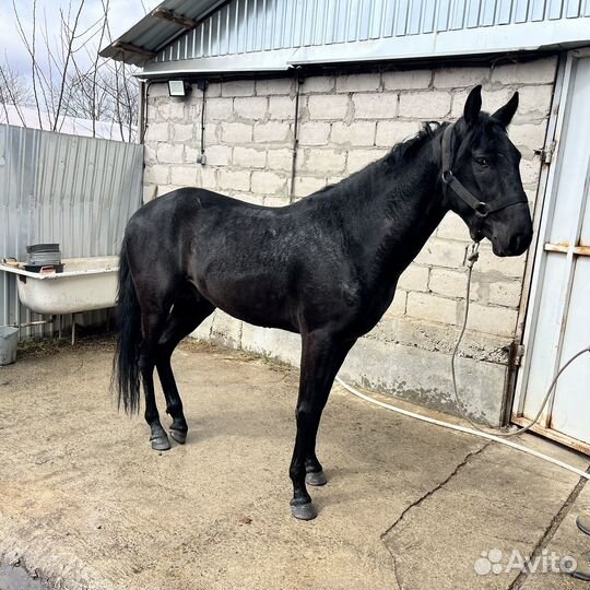 Кабардинский жеребец,3 года,необучен