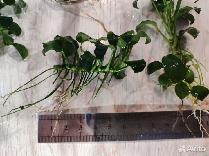 Аквариумные растения