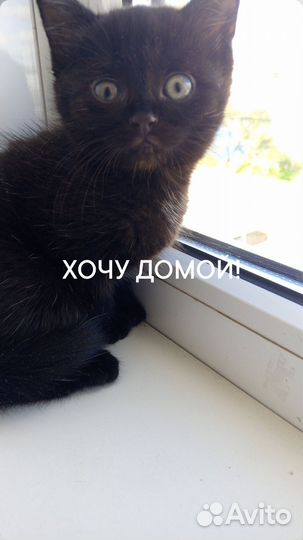 Котенок в добрые ручки