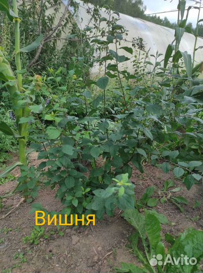 Вишня Шоколадница