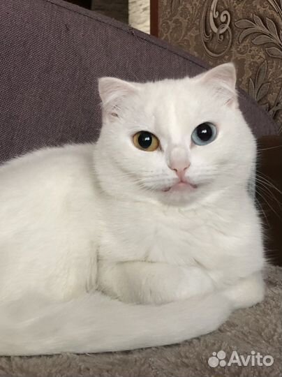 Вязка кошечка