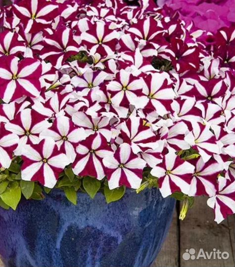 Петуния Стелларис 300 семян