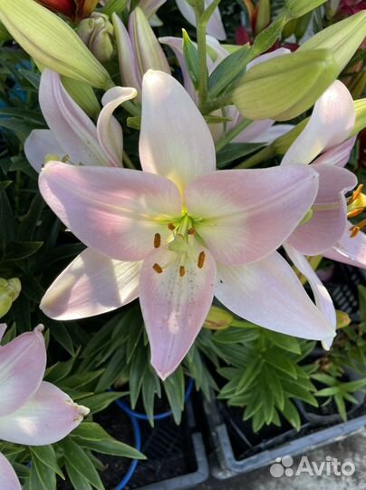 Лилия в горшках