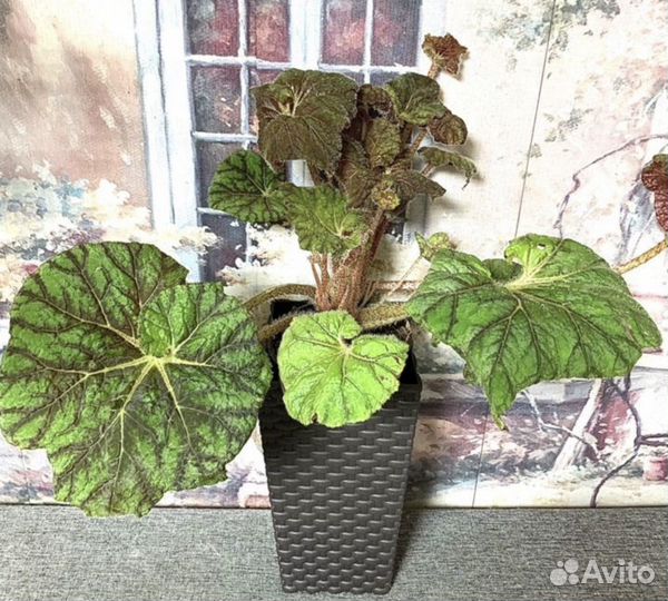 Разнообразие домашних растений