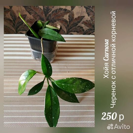 Фиалка, Кислица Оксалис, Традесканция, Хойя