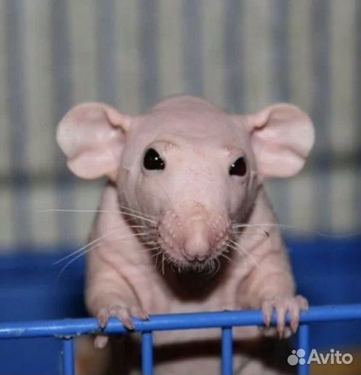 Крысы дамбо