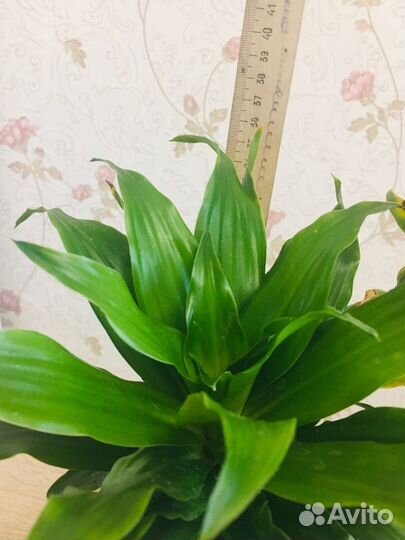 Драцена кучерявая 35 и 40 см