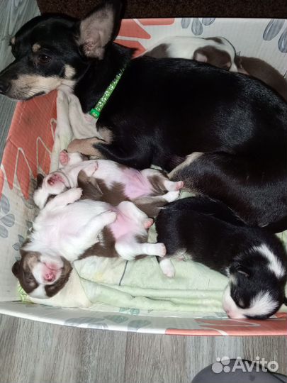 Русский той-терьер мини