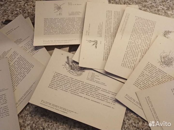 Фотокарточки гербарий,составление композиций