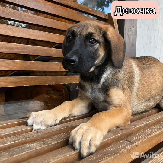 Щенки