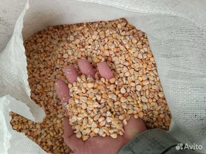 Кукуруза, пшеница, овес, жмых