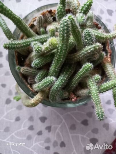 Кактусы и суккуленты