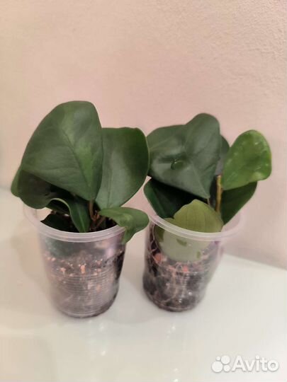 Сортовые фикусы