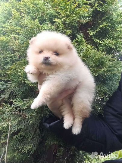 Щеночки щпица