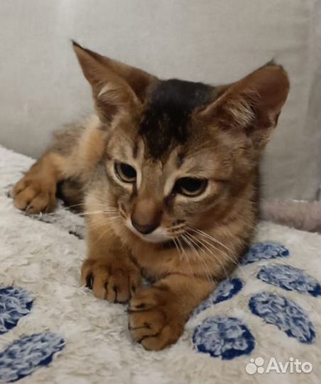 Котенок чаузи