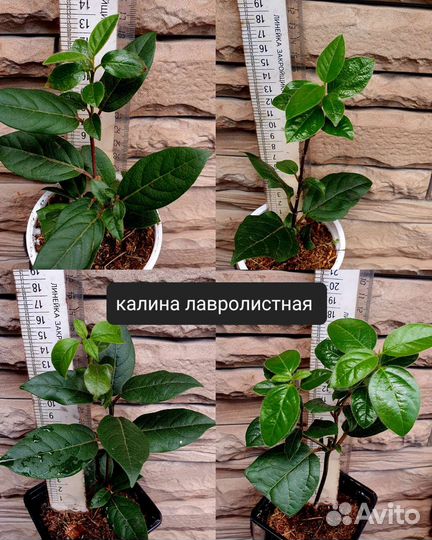 Табернемонтана, калина, Соландра