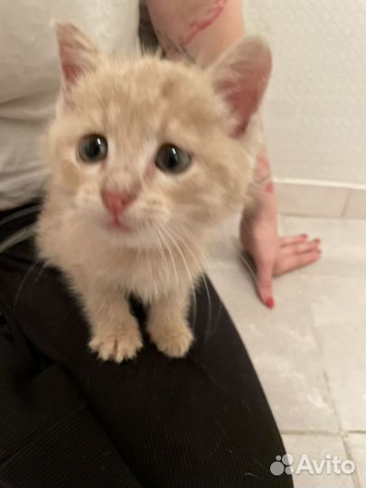 Котята персиковые рыжые в добрые руки