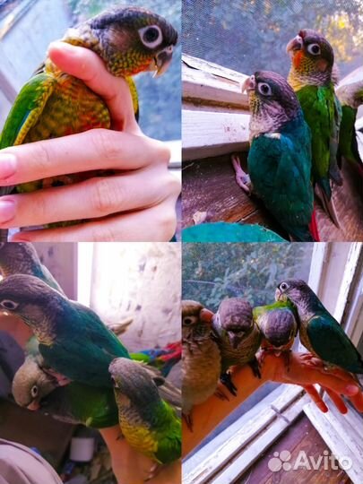 Пиррура попугай выкормыши, принцесса, барабантовый