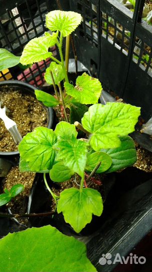 Рассада, арбуза и дыни подвои, семена овощей