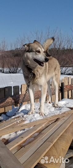 Собака лайка ищет дом