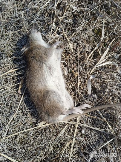 Отрава для крыс