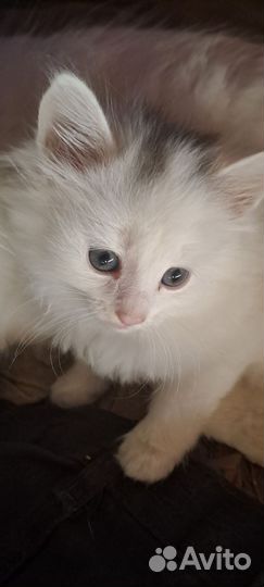 Сибирская кошка