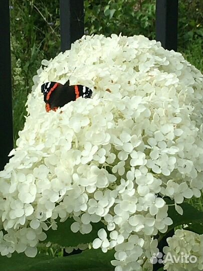 Гортензия Анабель