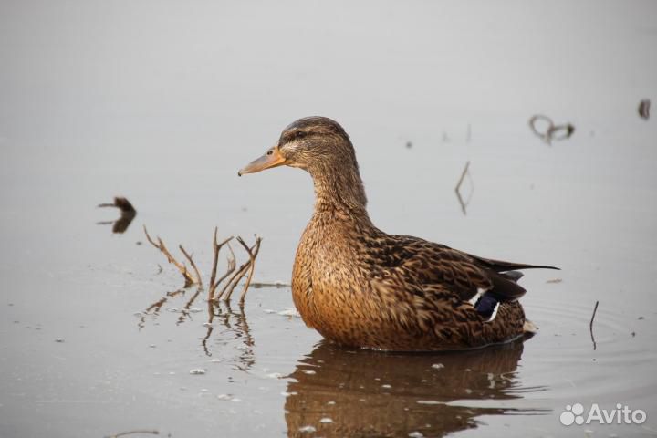 Подсадные утки