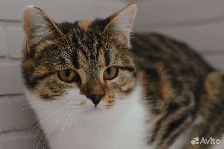 Котенок Рыся в добрые руки