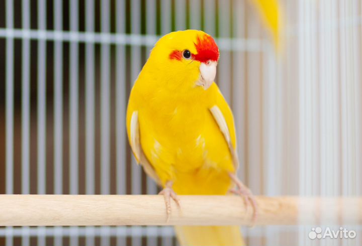 Какарик желтый птенцы