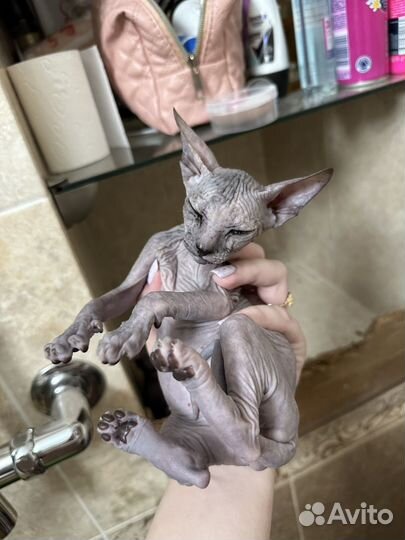 Донской сфинкс котята