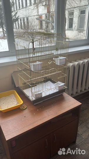 Продам попугая Корелла (мальчик)