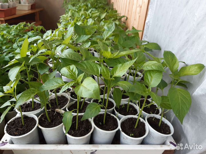 Рассада помидор,перца
