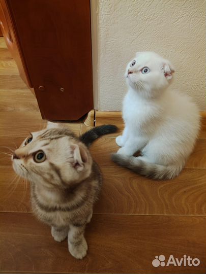 Шотландский вислоухий котенок