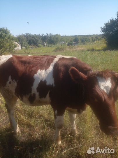 Тёлочка 1.3года