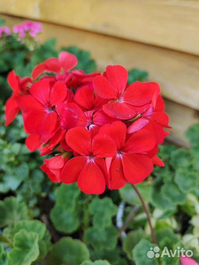 Пеларгонии